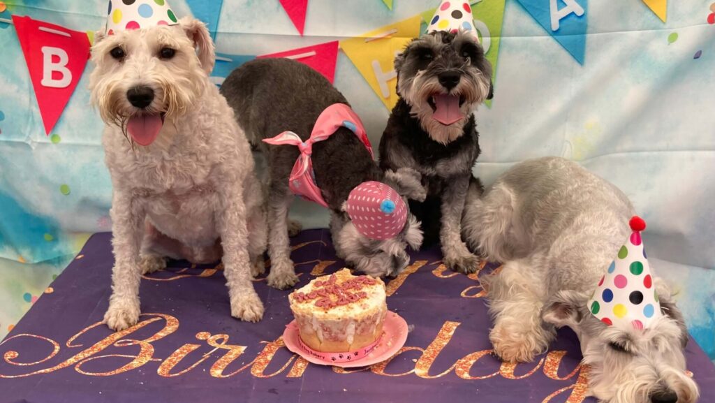 Coventry Pet Resort What We Do - IMG_8457