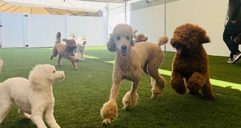 Coventry is the best_Coventry Pet Resort - Renewww Marketing