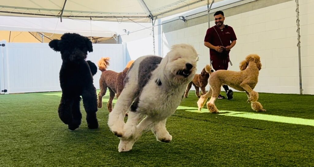 Dog Day Care_Coventry Pet Resort - Renewww Marketing